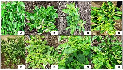 An Overview of Chili Leaf Curl Disease: Molecular Mechanisms, Impact, Challenges, and Disease Management Strategies in Indian Subcontinent